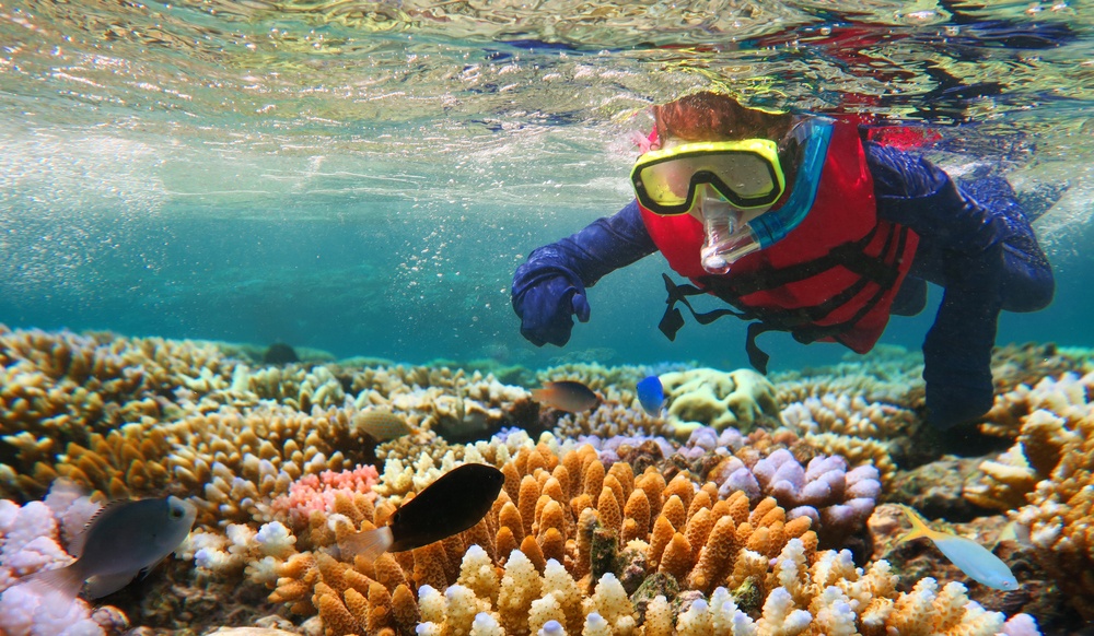 Bucear en la Gran Barrera de Coral en Australia Bucear en la Gran Barrera de Coral en Australia