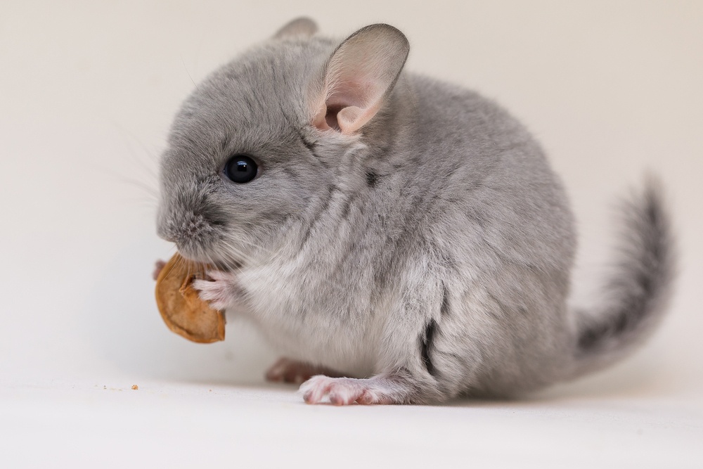 Escorpio - Chinchilla Escorpio - Chinchilla