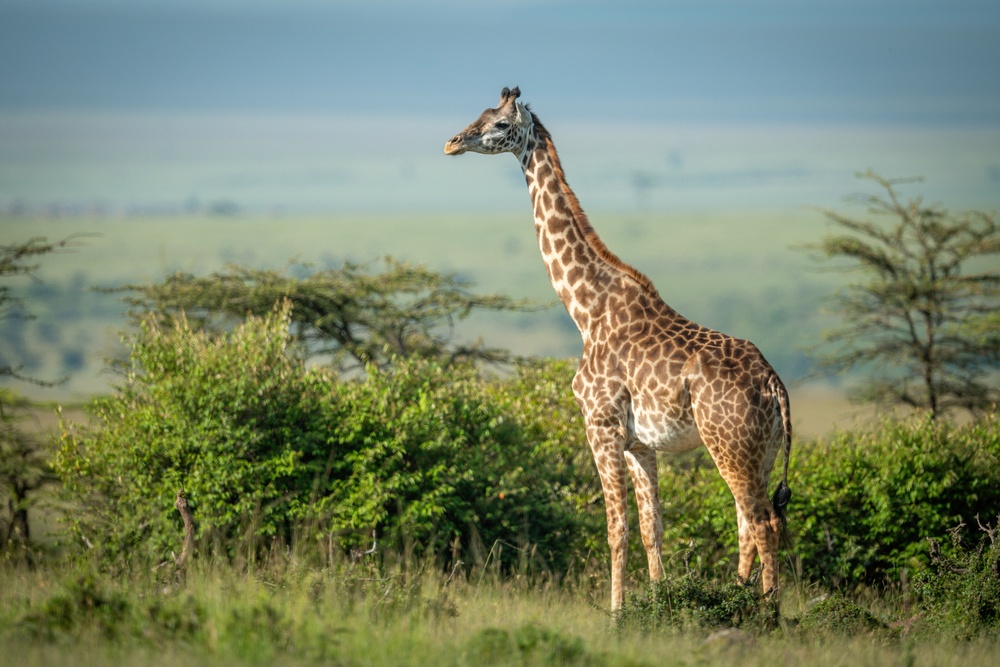 El cuello de la girafa El cuello de la girafa
