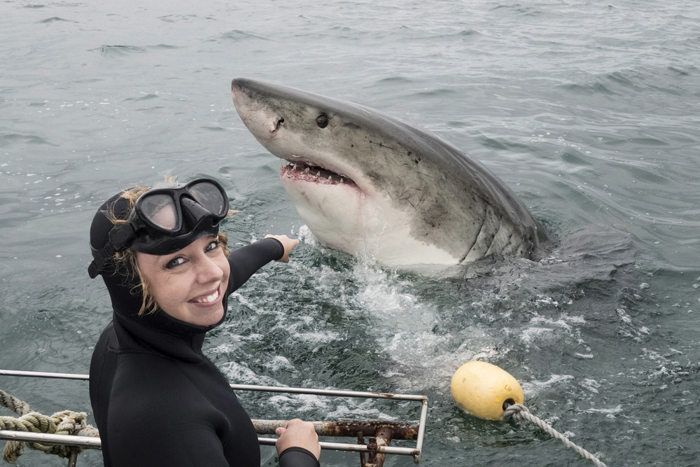Nadar con tiburones blancos en Sudáfrica Nadar con tiburones blancos en Sudáfrica