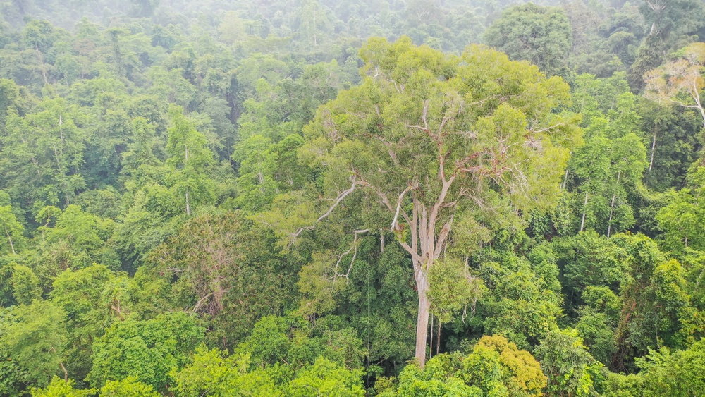Mengaris (Parque Nacional de Tawau Hills de Sabah, Malasia) Mengaris (Parque Nacional de Tawau Hills de Sabah, Malasia)