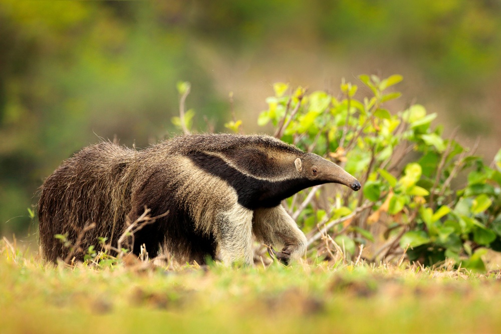 La curiosa lengua de los osos hormigueros La curiosa lengua de los osos hormigueros