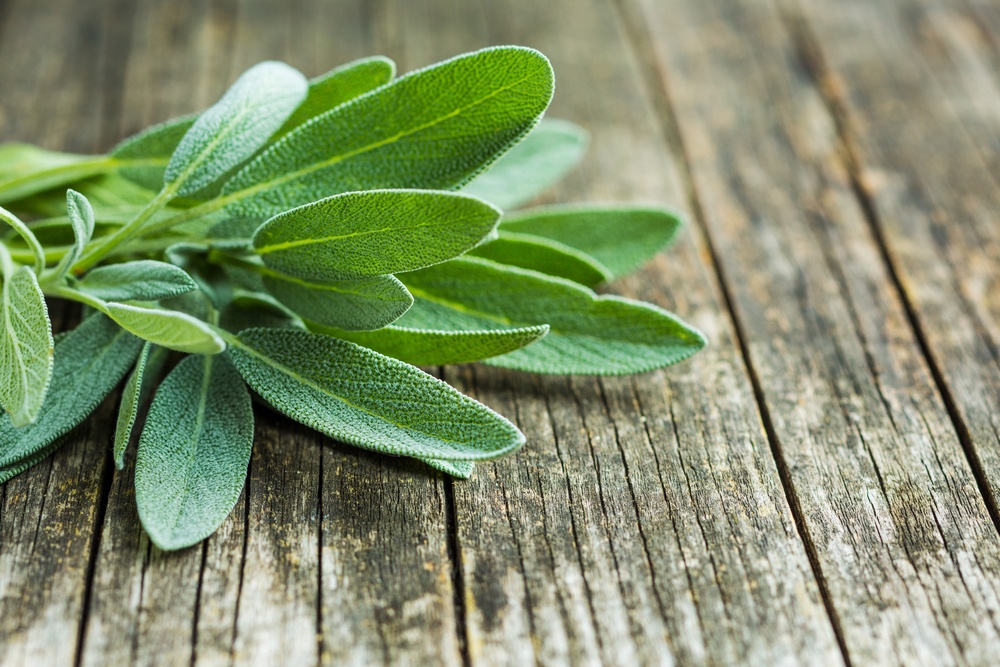 Salvia Salvia