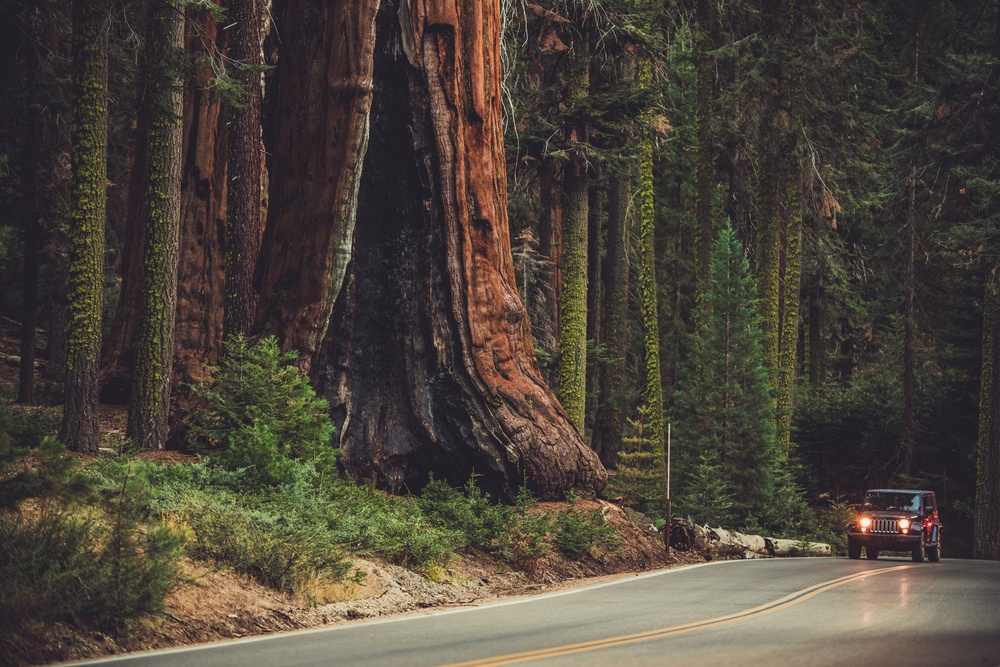 Secuoya gigante (Sequoia National Forest, Estados Unidos) Secuoya gigante (Sequoia National Forest, Estados Unidos)
