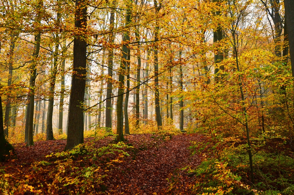 Bosque de Spessart (Alemania) Bosque de Spessart (Alemania)