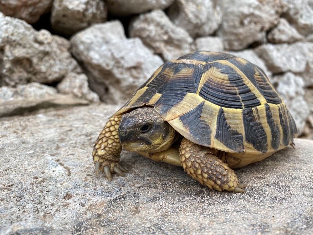 Tauro - Tortuga Tauro - Tortuga