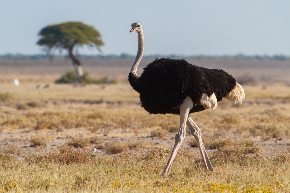 Las aves que dejaron de volar Las aves que dejaron de volar