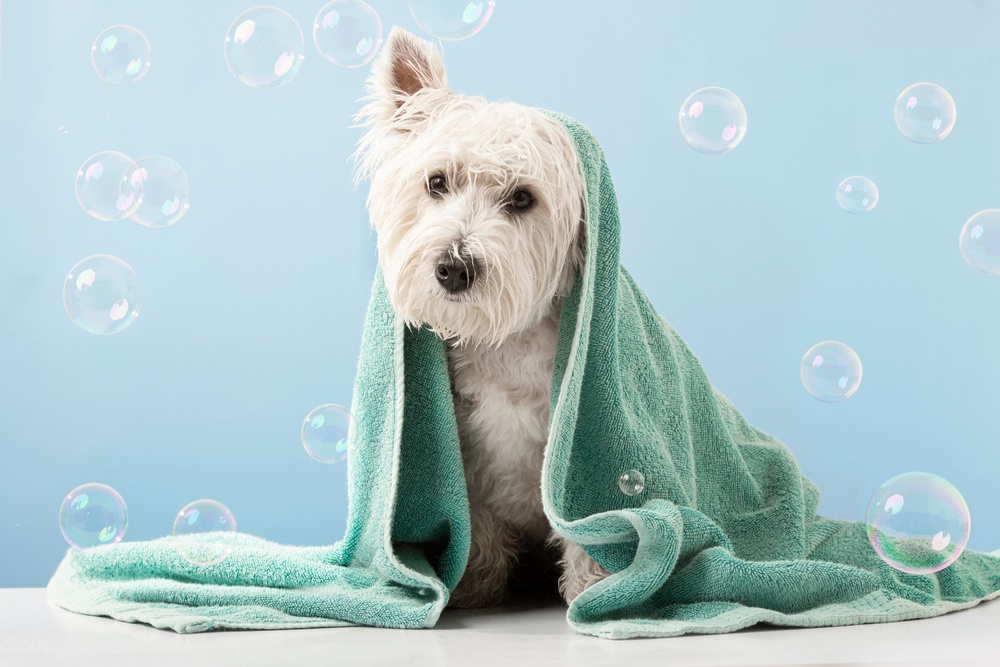 Contar solo con el peluquero para el aseo de tu perro Contar solo con el peluquero para el aseo de tu perro