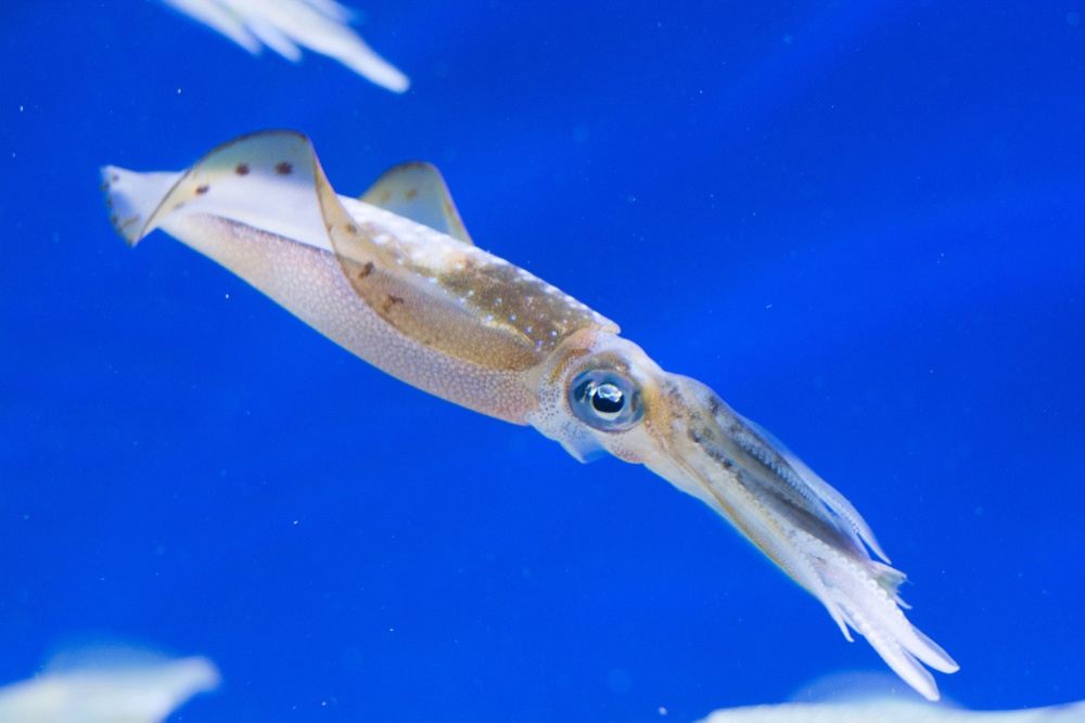La evolución de los calamares La evolución de los calamares