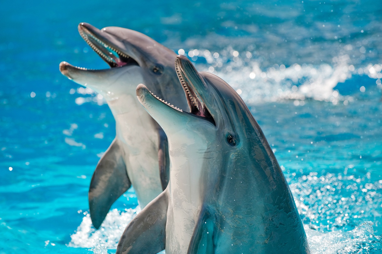 Ballenas y delfines tenían patas Ballenas y delfines tenían patas
