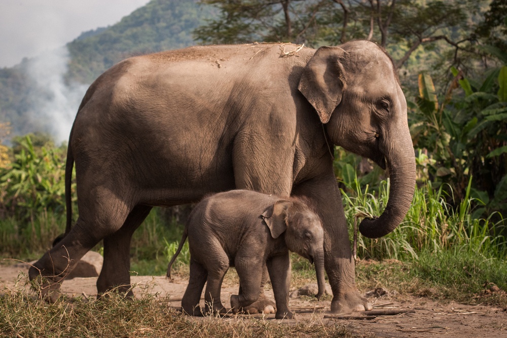 El elefante y su trompa El elefante y su trompa