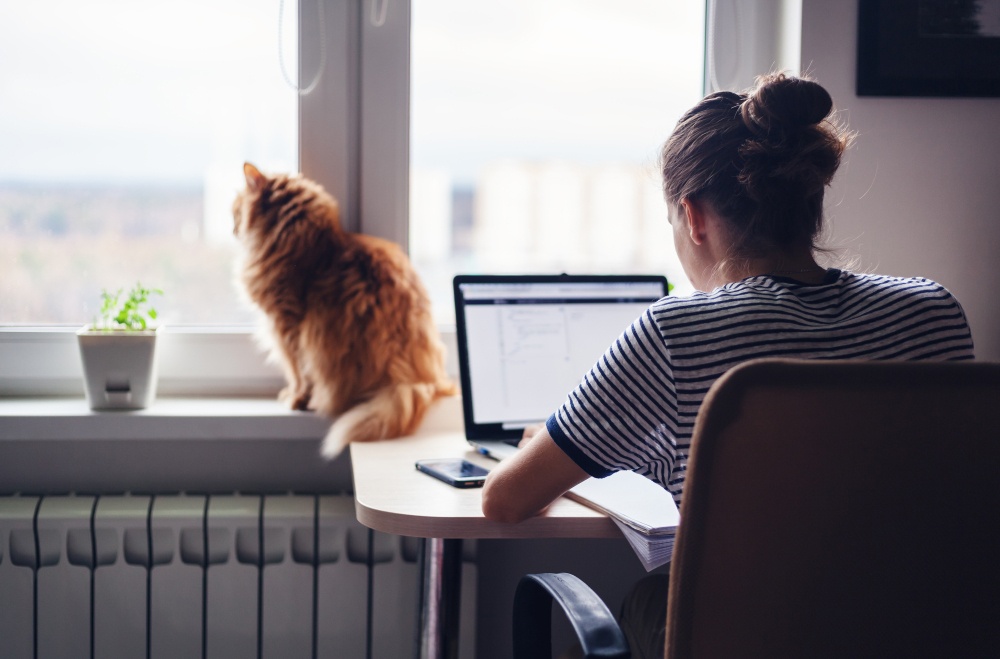 Cuidado si tienes ya un gato adulto Cuidado si tienes ya un gato adulto