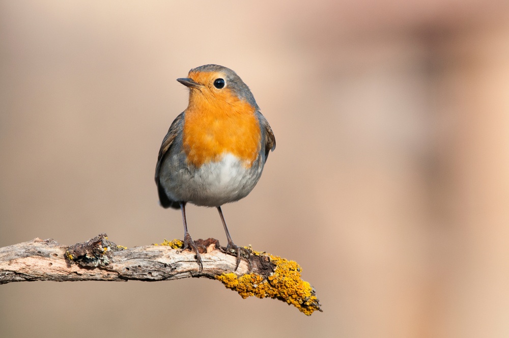 El pico de los pájaros El pico de los pájaros