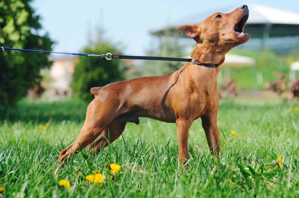Ordenar a tu perro que cese de ladrar Ordenar a tu perro que cese de ladrar