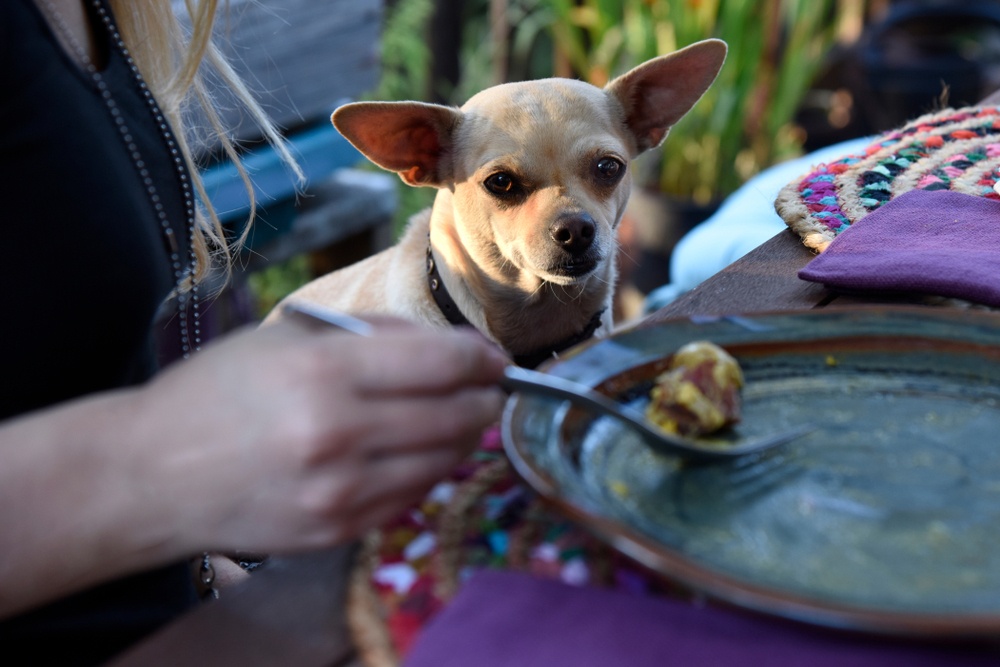 Ofrecerle comida de tu plato a tu perro Ofrecerle comida de tu plato a tu perro