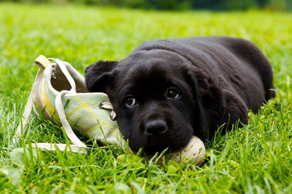 Atribuir a tu perro la masticación de tu zapato como venganza Atribuir a tu perro la masticación de tu zapato como venganza