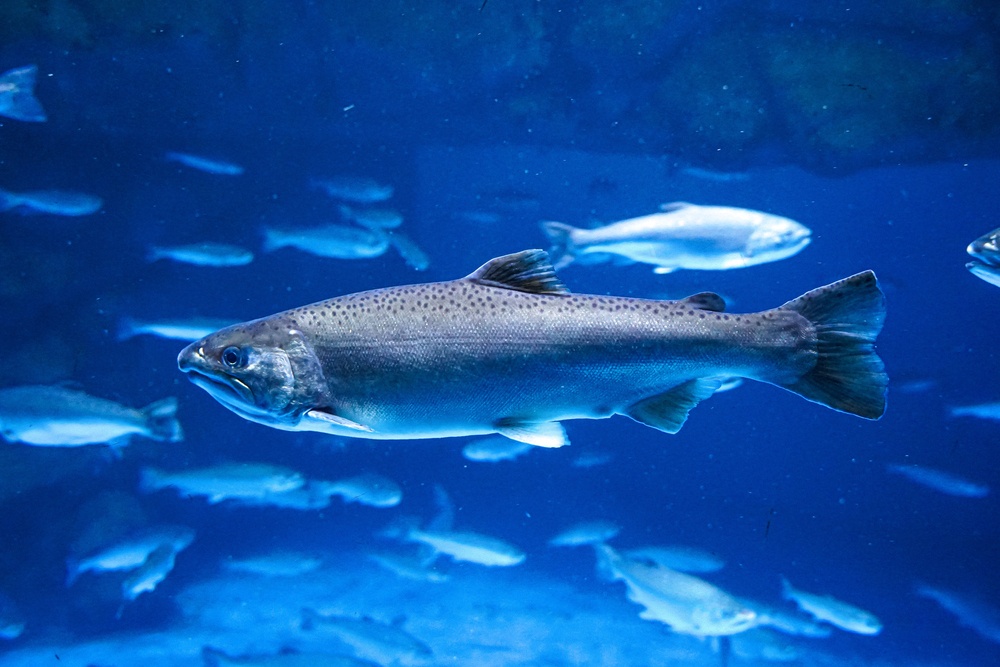 La adaptación del salmón La adaptación del salmón
