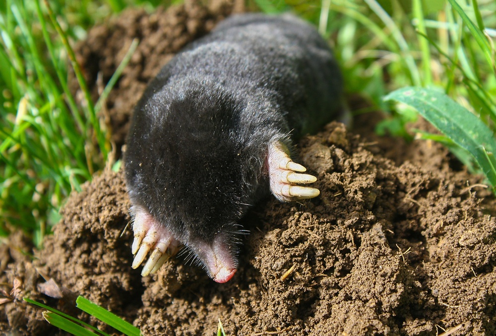 Los topos y sus patas Los topos y sus patas