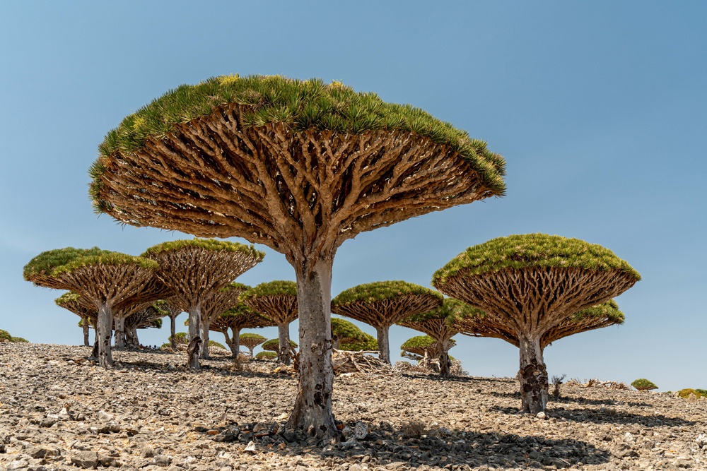 Socotra (Yemen) Socotra (Yemen)