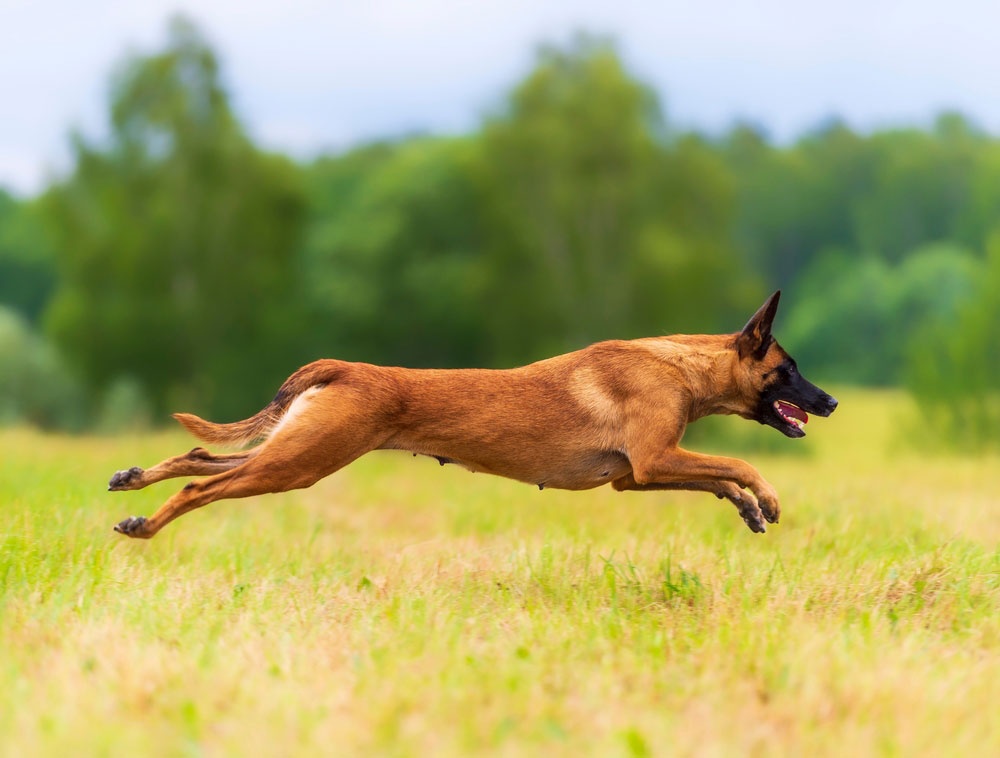 1 - Pastor belga malinois 1 - Pastor belga malinois