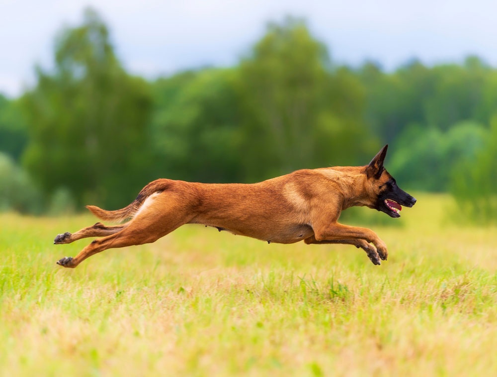 1 - Pastor belga malinois