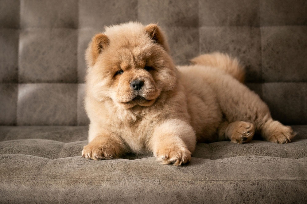 01 - Chow Chow 01 - Chow Chow