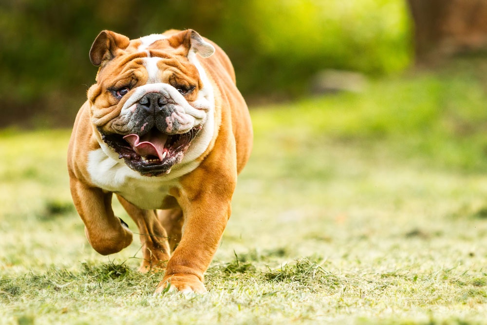 02 - Bulldog 02 - Bulldog