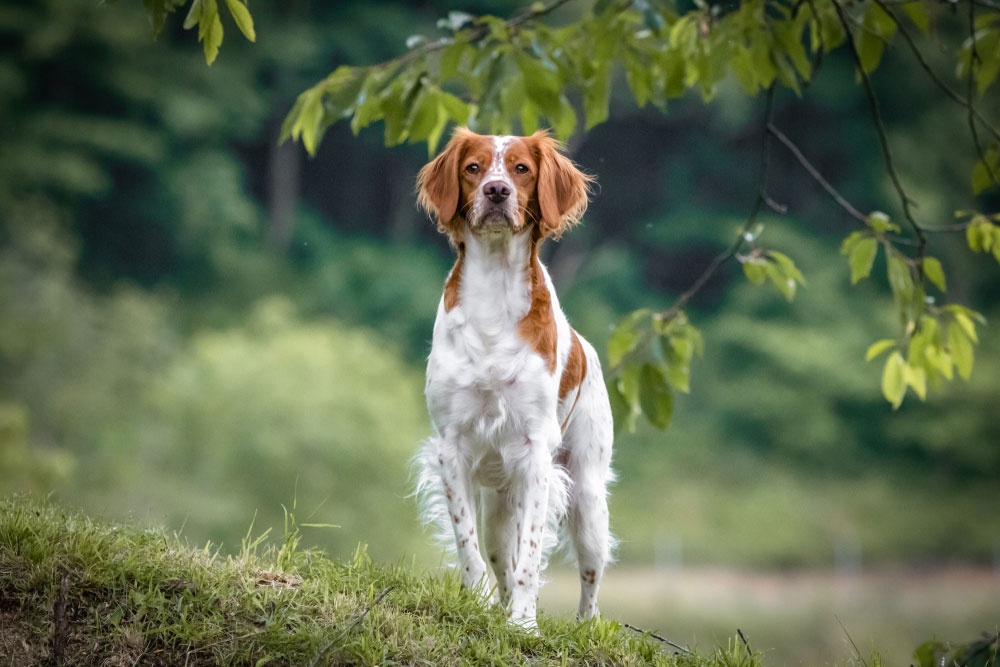 3 - Spaniel bretón 3 - Spaniel bretón