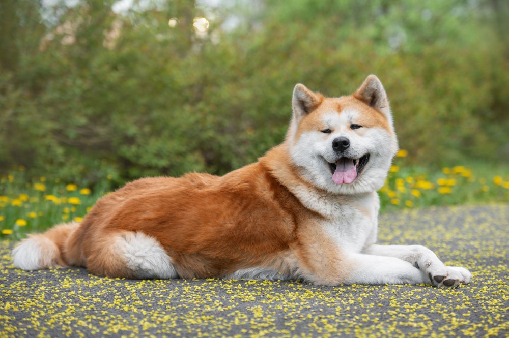 04 - Akita 04 - Akita