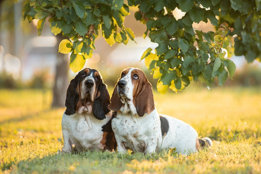 05 - Basset Hound 05 - Basset Hound