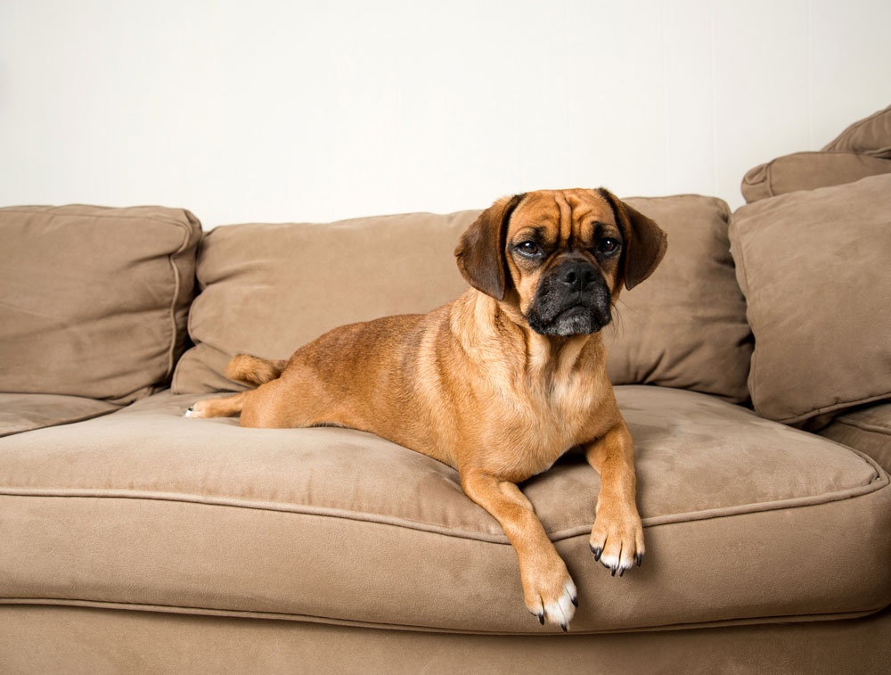 06 - Puggle 06 - Puggle