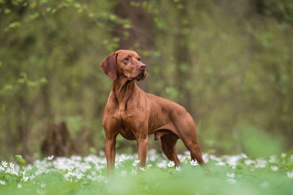 6 - Vizsla 6 - Vizsla