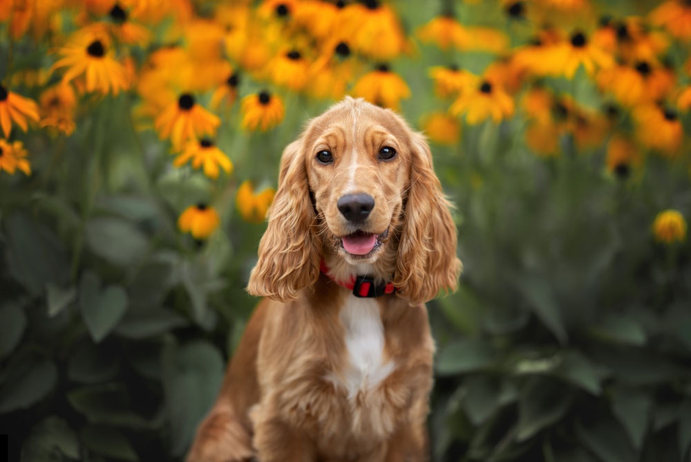 07 - Cocker Spaniel 07 - Cocker Spaniel