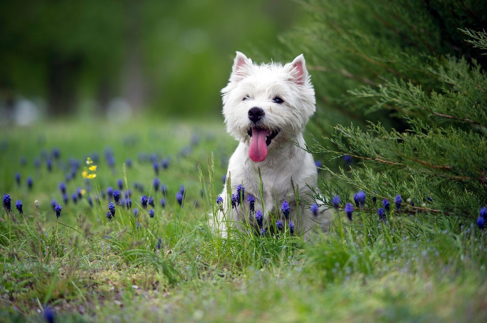 08 - West Highland White Terrier
