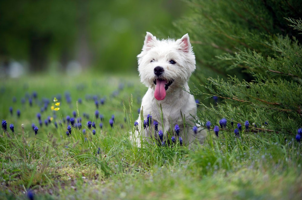 Las 15 razas caninas más tranquilas