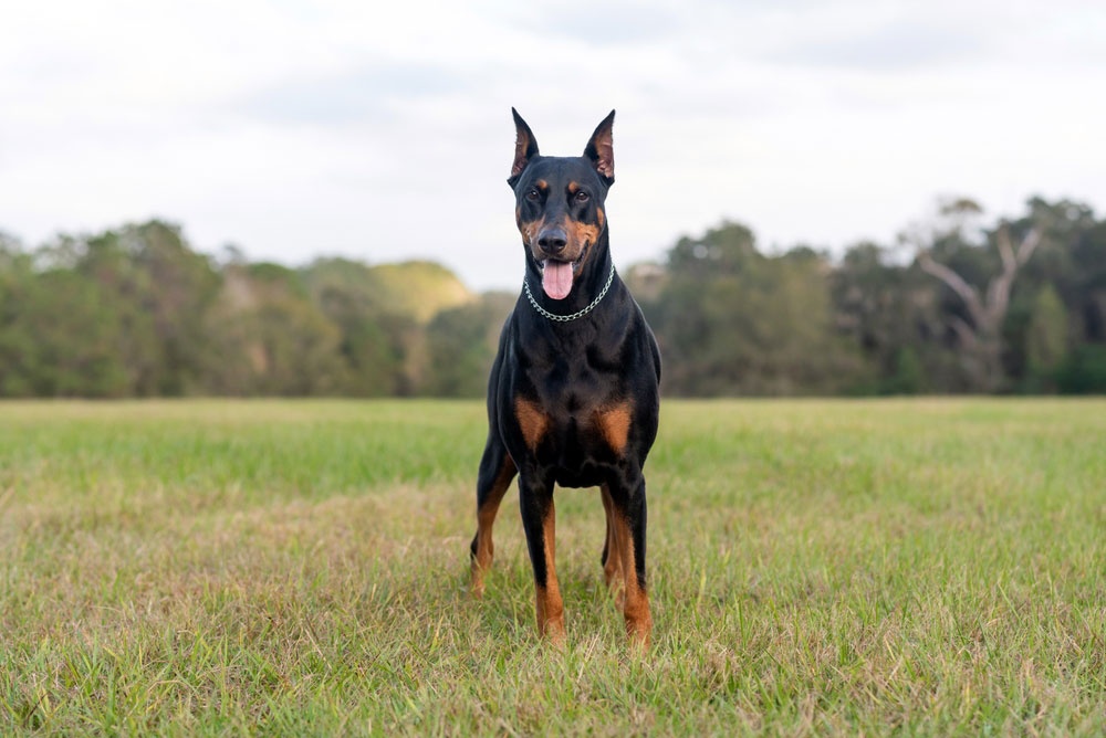 9 - Doberman Pinscher 9 - Doberman Pinscher