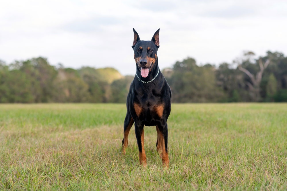 9 - Doberman Pinscher