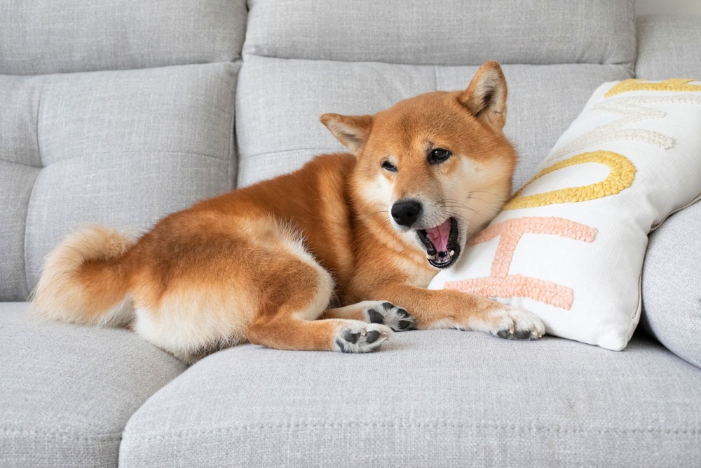 09 - Shiba Inu 09 - Shiba Inu