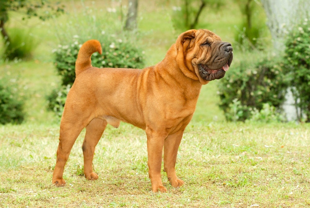 10 - Shar Pei