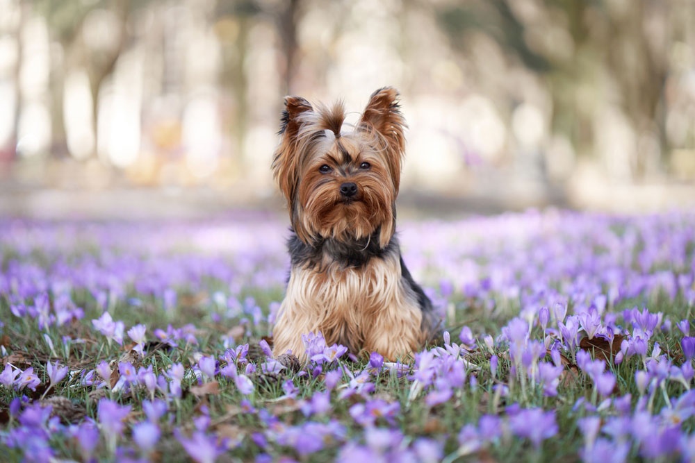 10 - Yorkshire Terrier