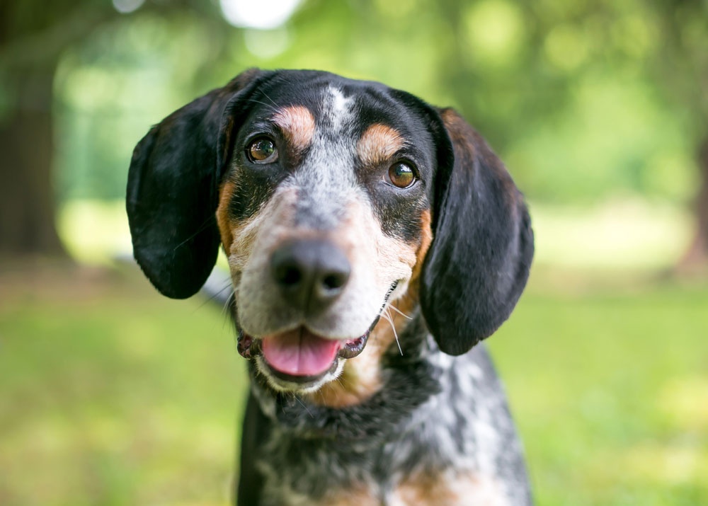 12 - Bluetick Coonhound 12 - Bluetick Coonhound