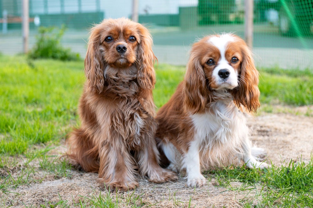 13 - Cavalier King Charles Spaniel