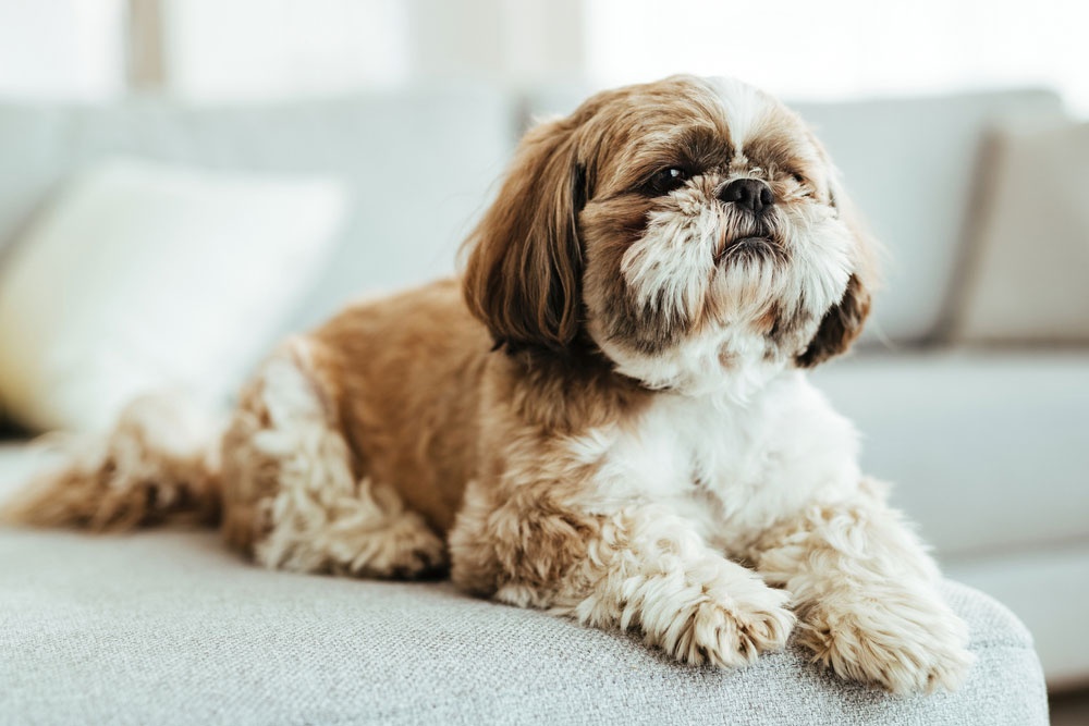 15 - Shih Tzu 15 - Shih Tzu