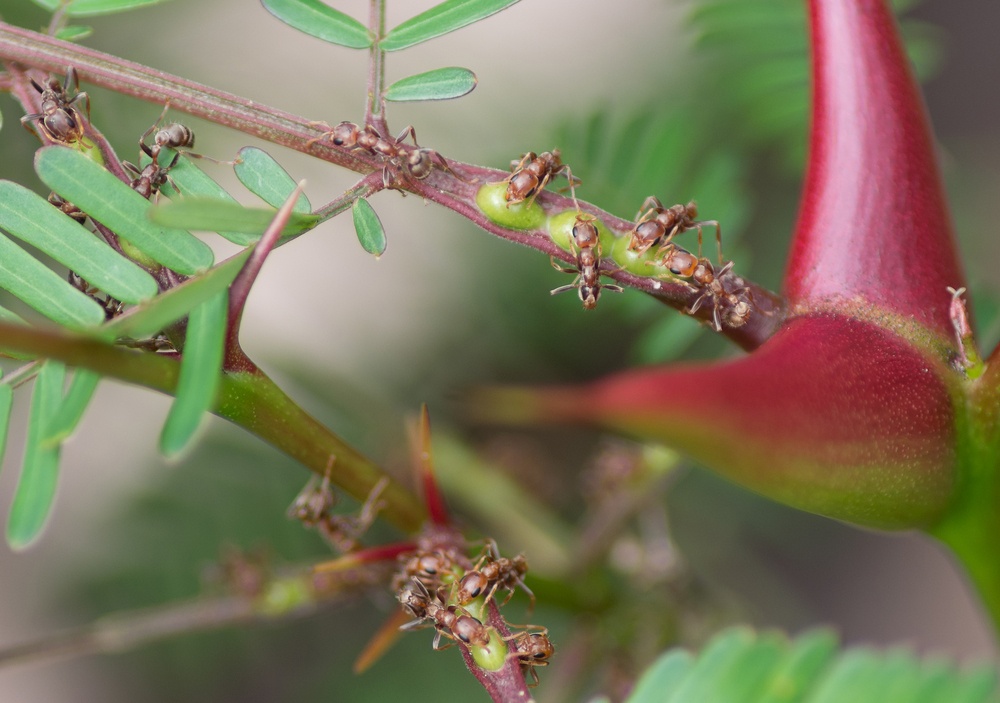 Hormiga acacia Hormiga acacia