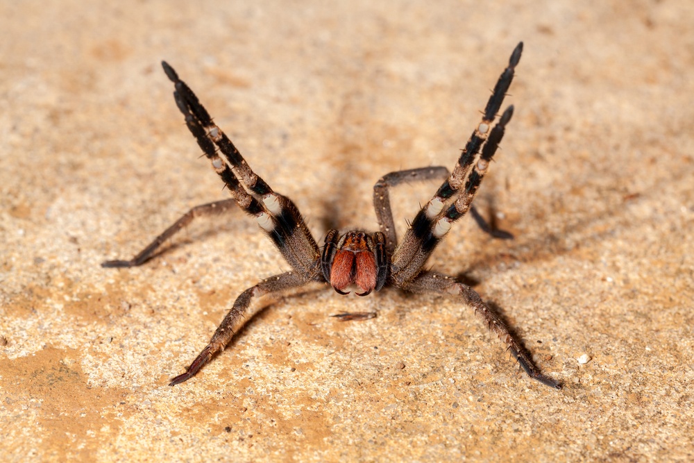 Araña armada Araña armada