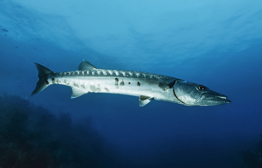 Barracuda Barracuda