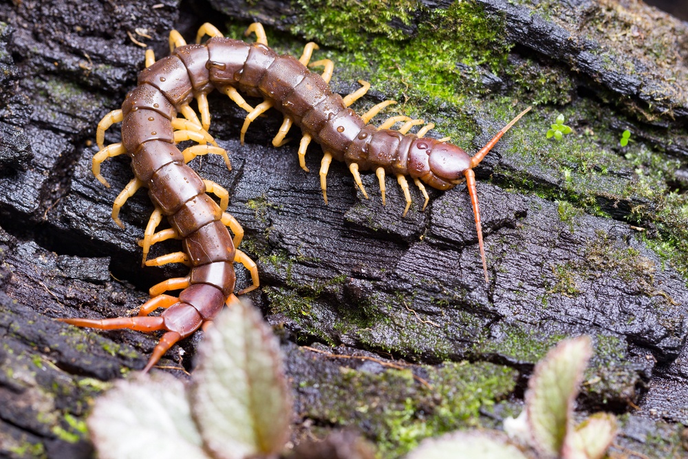 Hescolopendra gigante Hescolopendra gigante