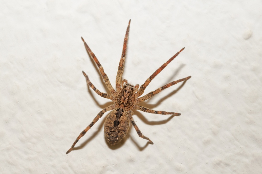 Araña vagabunda Araña vagabunda