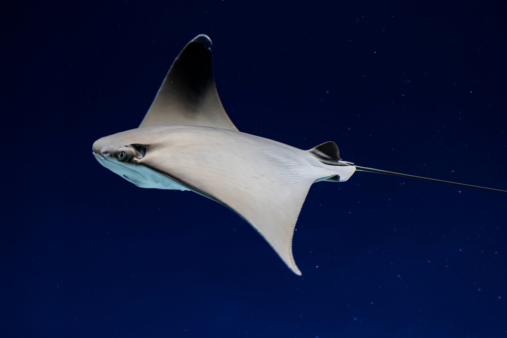 Mantarraya Mantarraya