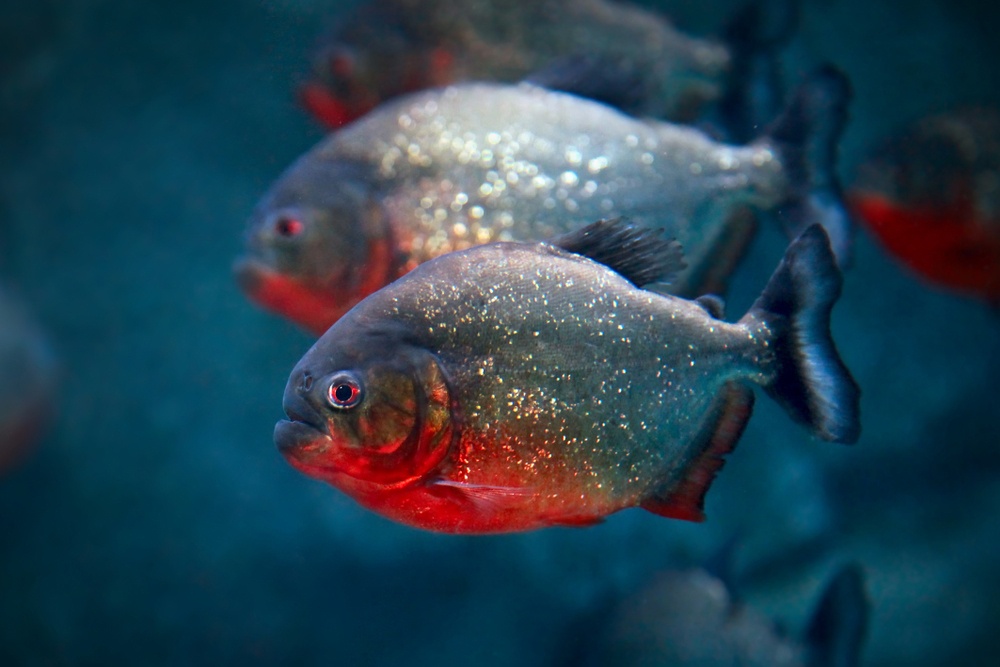 Piraña Piraña